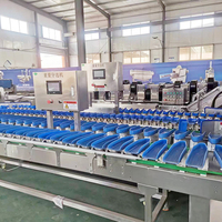 Rotatieband weegsorteermachine voor fruit, geschikt voor kersen, bosbessen, kiwi's, appels, granaatappels en zeevruchten.