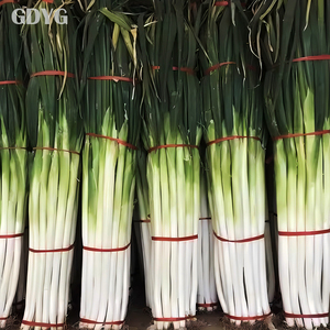 <span class=keywords><strong>Cebolla</strong></span> de Primavera <span class=keywords><strong>Congelada</strong></span> IQF, Calidad de Mercado Fresco de China, Pura y Natural, Suministro al por Mayor para Importadores y Compradores - Product Image 5