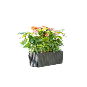 Bandes murales en rotin de style simple pour l'extérieur, disponibles en plusieurs couleurs, en plastique, idéales pour les pots de fleurs des personnes paresseuses - Product Image 1
