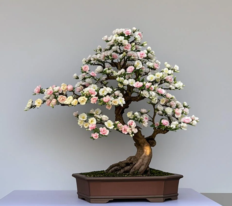 Chinese Style Magnolia Bonsai Artificial Colorful Magnolia Flowers  Artificial Potted Plant for Home/Office Feng Shui| Alibaba.com