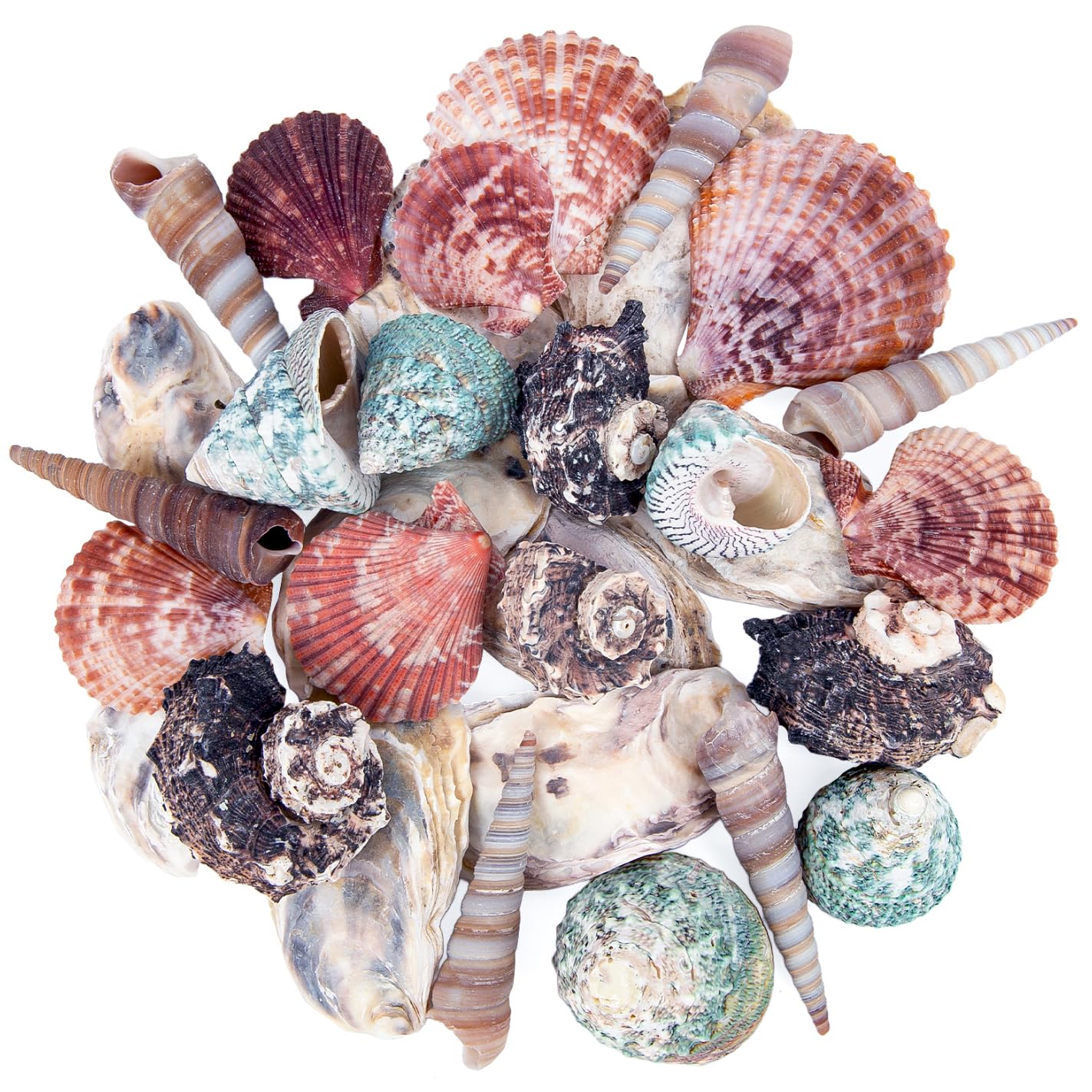 Mixed Sea Shells 1.4