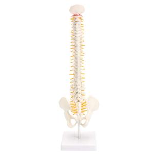 GelsonLab HSBM-110 45CM columna vertebral humana con un modelo pélvico anatómicos humanos anatomía columna modelo médico columna vertebral modelo - Product Image 5
