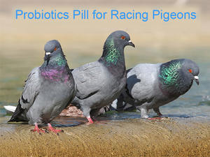 Comprimés probiotiques pour pigeons de course, complément de calcium, de phosphore et de probiotiques - Product Image 2