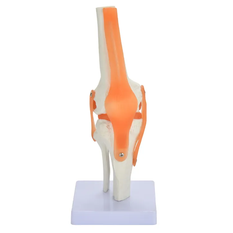 Модель коленного сустава с связью CE PVC, анатомическая модель для школьного обучения
