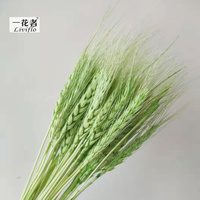 Dekorasi Tanaman Kering Buket Gandum Kering Bunga Kering Teknik Pengeringan Alami 8 Warna Ramah Lingkungan