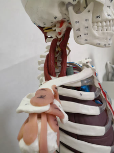 Bộ xương người lớn với các cơ quan nội tạng, một nửa dây chằng khớp, và màu cơ và điểm cuối, Bao gồm hướng dẫn sử dụng - Product Image 2