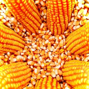 Granos de Maíz Naturales Secos, Amarillos y Blancos, Grano Entero, Orgánicos, Sin OMG, Para Hacer Palomitas, Cocinar, Hornear y Preparar Bocadillos - Product Image 1