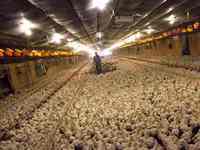Fermes avicoles préfabriquées, poulailler, hangar pour canards, porcs, vaches, volailles, conception personnalisée de hangar pour porcs, bâtiment agricole, écurie pour chevaux