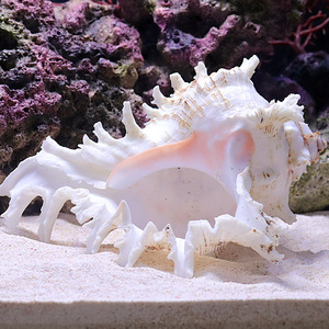 Filippijnse Zand, Shell Zand, Coral Zand - Product Image 5