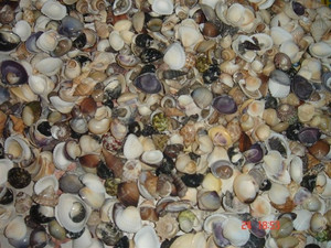 Cuentas de conchas de cauri naturales de 1 pulgada hechas a medida, coral blanco y negro y hueso para diseñadores de joyas y reventa en tiendas de cuentas - Product Image 2