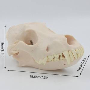 Modelo de exhibición de cráneo y <span class=keywords><strong>esqueleto</strong></span> de perro adulto de tamaño natural para hospital veterinario, ganadería y enseñanza médica - Product Image 2