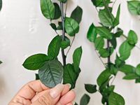 Vente en gros usine : Branches de roses naturelles stabilisées, décoration longue durée pour la Fête des Mères, la remise des diplômes et Noël, 3-5 ans, 65 cm