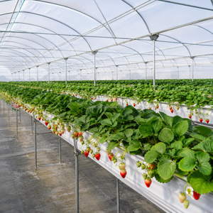 Serre multi-travées en film PE avec système de <span class=keywords><strong>gouttières</strong></span> intégré pour la production hydroponique de légumes et de fleurs - Product Image 6