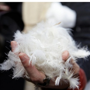 Chất Lượng Cao Cấp Lông Và Xuống Rds Giấy Chứng Nhận 100% Trắng Rửa Sạch Vịt Lông <span class=keywords><strong>2</strong></span>-<span class=keywords><strong>4Cm</strong></span> Cho Gối, Duvet - Product Image 1