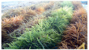 สาหร่ายยูเชมา คอตตันนี แห้ง - สาหร่ายทะเลแบบเป็นก้อน /คุณเจสซี่ - Product Image 2