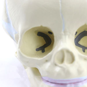 미니 사이즈 유아 두개골 모델 태아 의료 인간 두개골 해부학 모델 현실적인 인간 두개골 모델 - Product Image 6