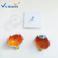 Recurso de enseñanza de ciencias médicas Modelo de anatomía del ojo agrandado Modelo DE EDUCACIÓN anatómica de Ciencias Médicas Modelo de ojo humano