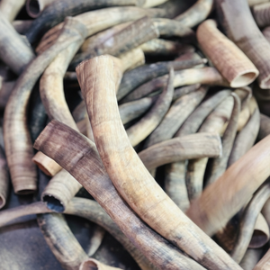 Cuernos de Búfalo Naturales y Puntas de Cuerno de Animales Crudos de Tamaño Personalizado para Exportación, Proveedor de la India por f s international - Product Image 1