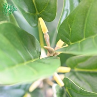 Arbre artificiel réaliste Ficus lyrata 90 cm en pot, ornement moderne pour la décoration intérieure des écoles, restaurants, maisons et bureaux