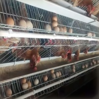Nouvel équipement d'élevage avicole automatique : Système de poulailler moderne pour poules pondeuses, cage en batterie de type A pour poulets pondeurs, à vendre