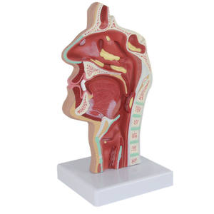 शरीर रचना विज्ञान मॉडल की नाक गुहा के शिक्षण मॉडल Otorhinolaryngology पैथोलॉजी मॉडल की नाक गुहा नाक मुंह की संरचना - Product Image 2