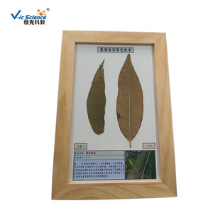 Échantillons de maladies végétales : échantillons séchés de la rouille du pêcher, utilisés pour les expositions professionnelles agricoles et forestières et - Product Image 1