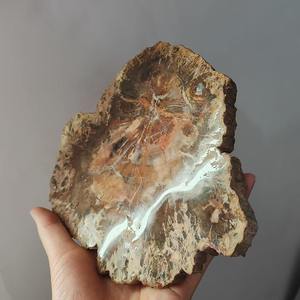 Hot <b>Sale</b> Wholesale Natural Wood Fossil Slab Healing Rough Petrified Woodstone Slice Specimen <b>for</b> <b>Home</b> Decoration Gift - Product Image 6