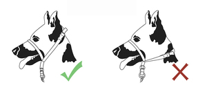 OEM Factory Reflective Adjustable Soft Nylon <strong>Dog</strong> Head <strong>Collar</strong> Halter, <strong>Neoprene</strong> Padded <strong>Dog</strong> Head <strong>Collar</strong> with Plastic Buckle - Product Image 6