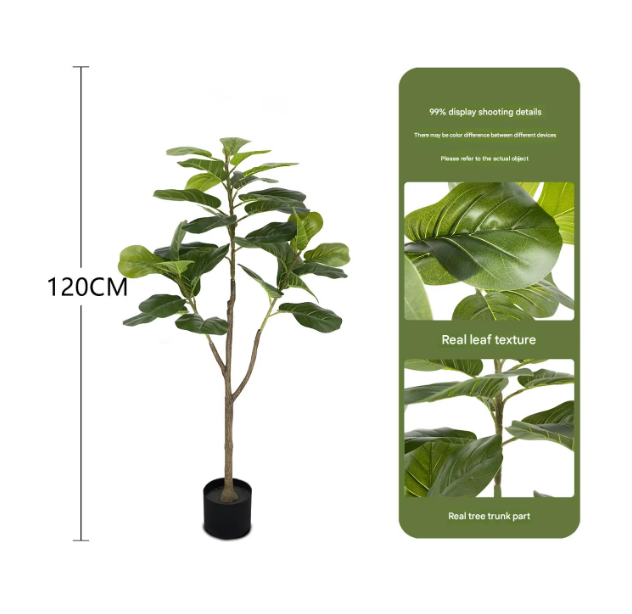 Pot noir 1.2m (Fiddle Leaf Fig)