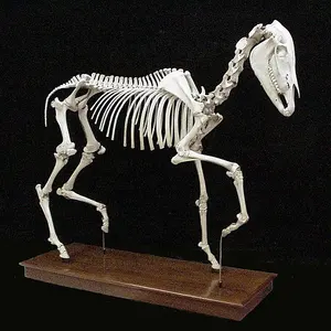 Real size fiberglass horse skeleton model for sale