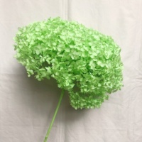 Fleur de décoration d'intérieur naturelle préservée, Hortensia Anna, fleurs séchées, décoration de mariage, Hortensia blanc beige