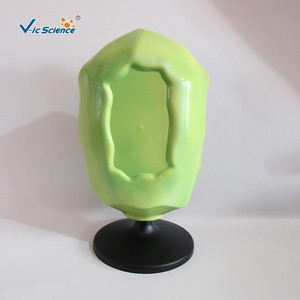 Modelos de células vegetales, enseñanza de biología, disección ampliada de modelos de plantas, modelos de anatomía celular para enseñanza en escuelas secundarias - Product Image 4