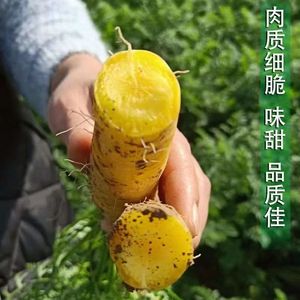 <span class=keywords><strong>Semi</strong></span> di Carota Gialla in Confezione Sacchetto, Durata di Conservazione 1 Anno, Origine Cina - Product Image 3