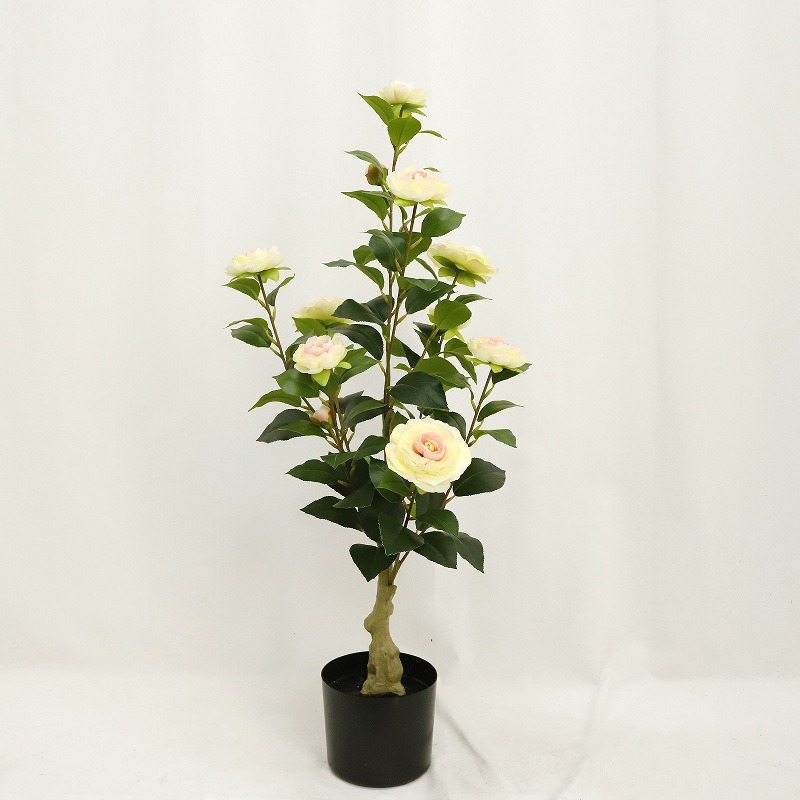 80cm Champagne