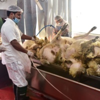 600 têtes par décalage machines d'abattage de chèvre et d'abattoir de moutons