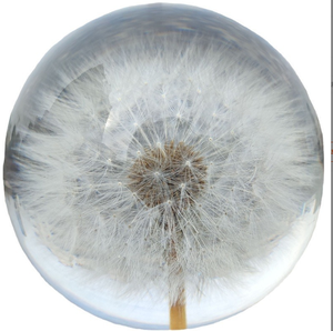 Nhựa bồ công anh thực sự tự nhiên thực vật mẫu tinh thể thủy tinh nhựa ống kính bóng - Product Image 3