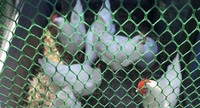 Malla Plástica Plana Verde de HDPE para Protección de Balcones, Malla de Seguridad para Cría de Aves, Rollo de Malla para Cercas de Jardín