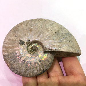 Bán Buôn Cầu Vồng Sáng Bóng Ốc Xà Cừ Ốc Xà Cừ Hóa Thạch Để Trang Trí Nhà - Product Image 3