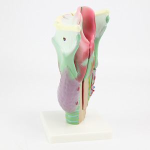 Modèle anatomique du larynx (larynx agrandi), cavité laryngopharyngée, otolaryngologie, équipement expérimental biologique - Product Image 3