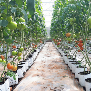 Showcoco — sac de culture pour femme, pour la viande, prix bas - Product Image 1