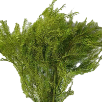 Herfstse gedroogde Melaleuca Bracteata bloemen. Prachtige grondstoffen voor bloemstukken & decoraties voor thuis en kantoor.
