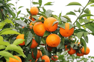 Propargite 73% EC Insetticida Selettivo <span class=keywords><strong>per</strong></span> Acari Rossi di Cotone, Fiori e Alberi da Frutto, Pesticida Agricolo <span class=keywords><strong>Acaricida</strong></span> - Product Image 2