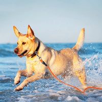 Jouets pour chiens pour l'été, la plage et les jeux aquatiques, corde flottante et bâton en caoutchouc thermoplastique, ensemble de cadeaux interactifs