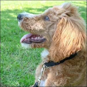 Collier de chien en nylon réglable Collier pour animaux de compagnie <span class=keywords><strong>1</strong></span> pouce 3/4 pouce <span class=keywords><strong>5</strong></span>/8 pouce de large pour chien de grande taille moyen petit - Product Image 3