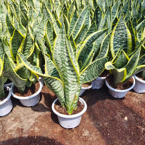 Plantas Ornamentales Modernas y Populares para Decoración de Interiores: Árbol Natural Vivo, Orquídea Tigre, Bonsái, Planta Serpiente (Sansevieria) al por Mayor - Product Image 2