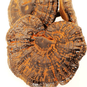 גנודרמה לוסידום ארינאקאוס קוריוס וריולוס בורסול פטריות - Product Image 6