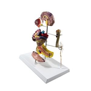 Modelo Anatómico Cardiovascular/Diabético/Neurología/Endocrinología/Ortopedia - Product Image 5