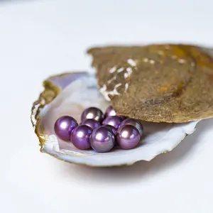 アコヤオイスター工場直販本物養殖真珠殻卸売用