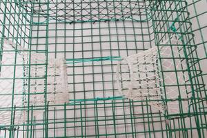 Trampa de langosta de red de hierro con malla de alambre Material de monofilamento de tamaño de malla de 36 ''y 48'' Marca MAXFISHING - Product Image 5