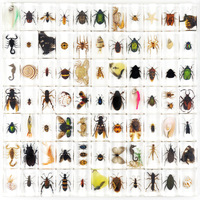 Résine époxy, insectes, animaux, 100 espèces, scarabées, araignées, scorpions, artisanat, étude éducative pour enfants, décoratif